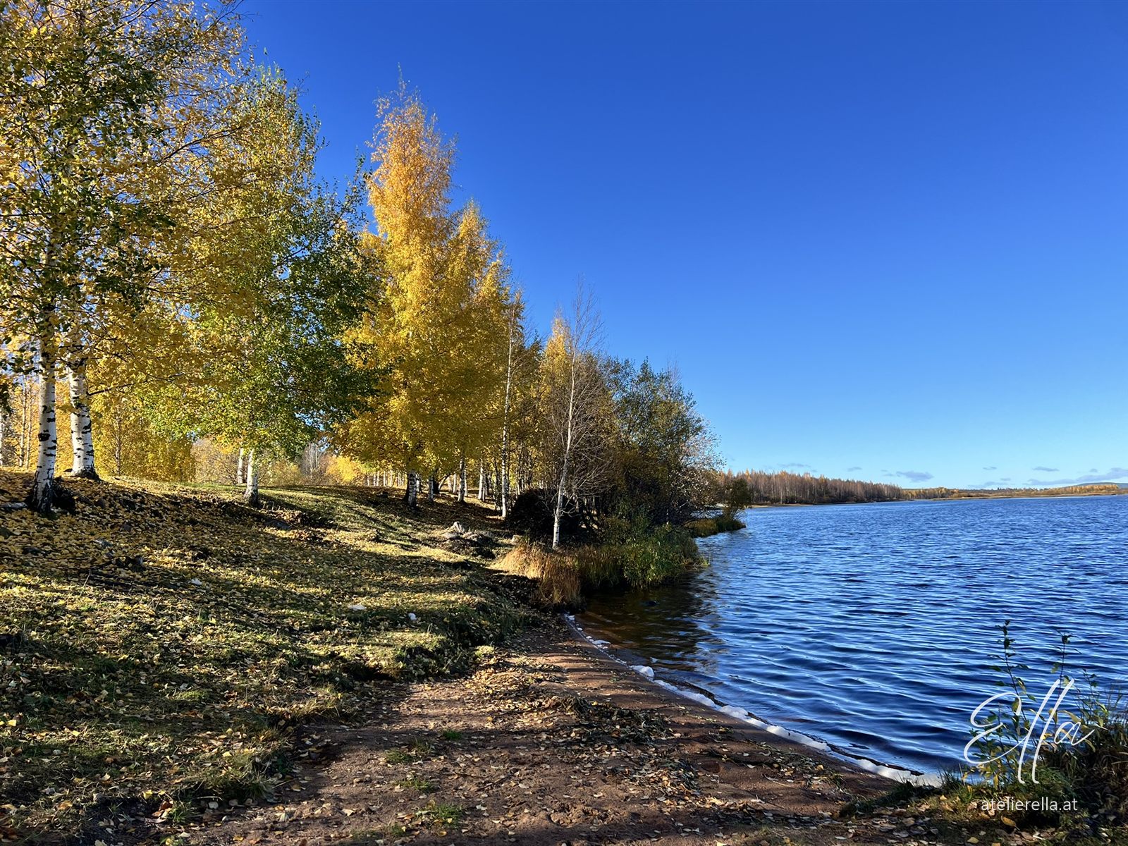 Gelbe Birken am Ufer eines Sees in Lappland unter blauem Himmel