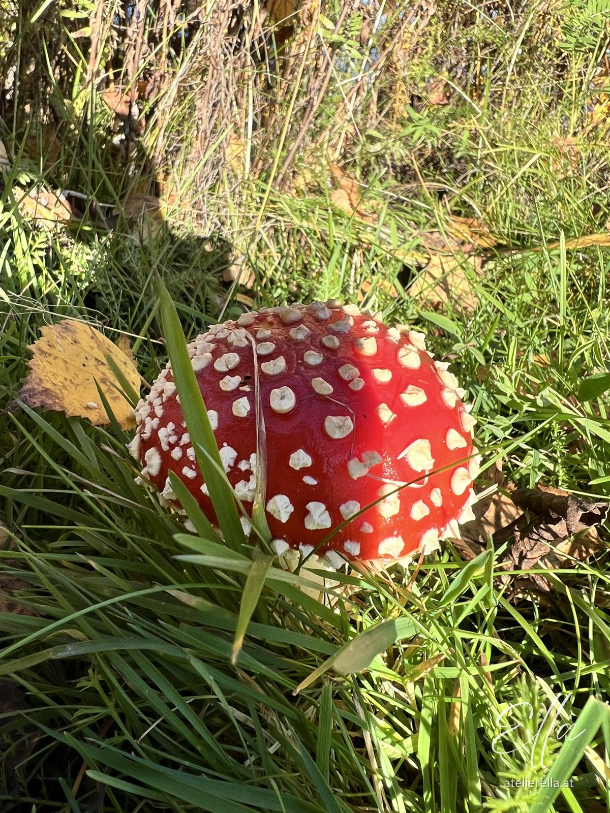 Fliegenpilz im Gras