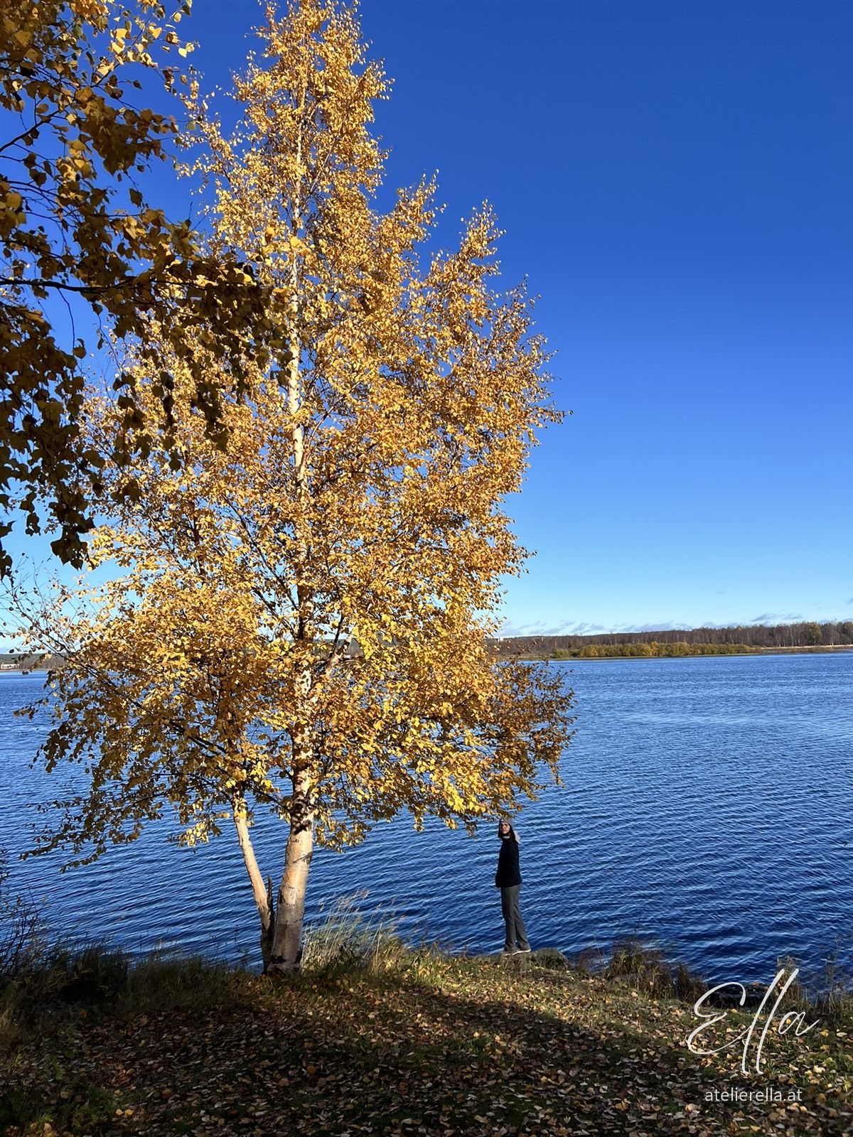 Goldgelbe Birke am Seeufer unter blauem Himmel