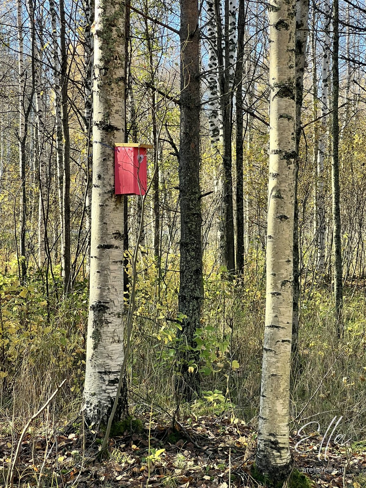 Birkenwald mit rotem Vogelhaus
