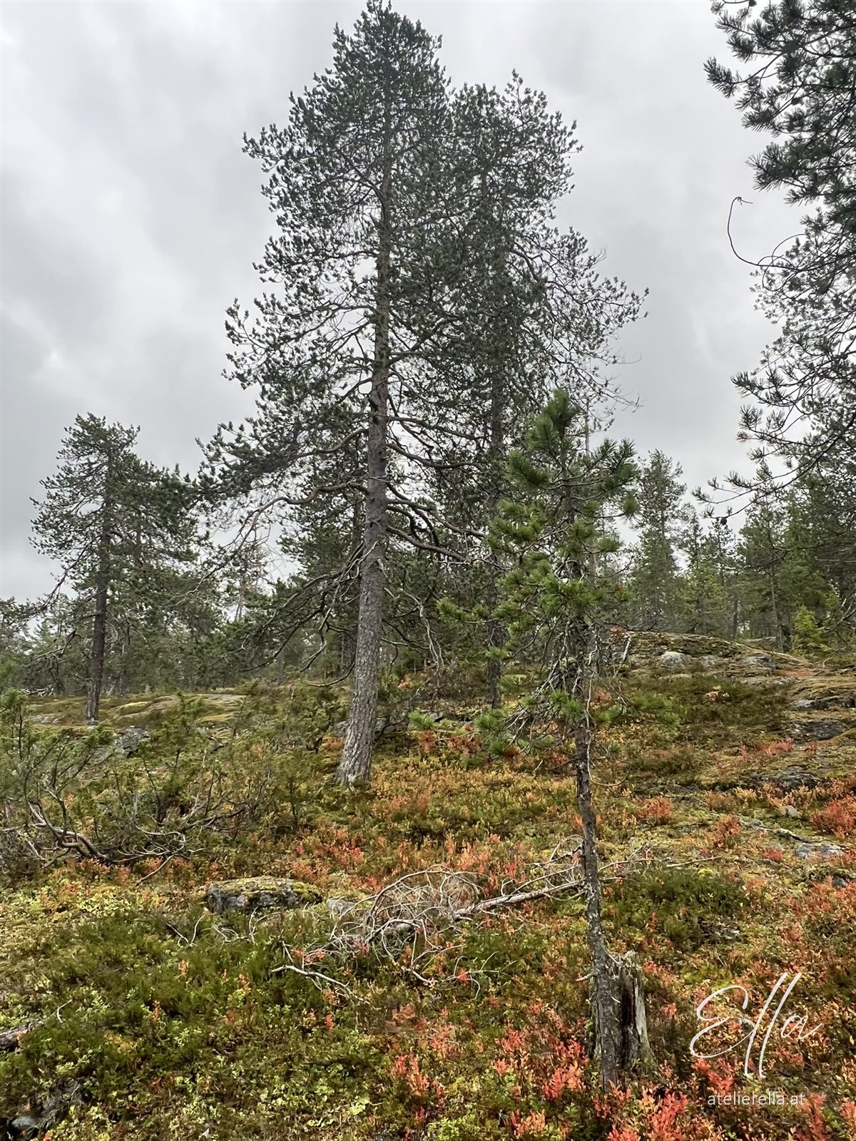 Kiefern und Heide im Wald von Lappland