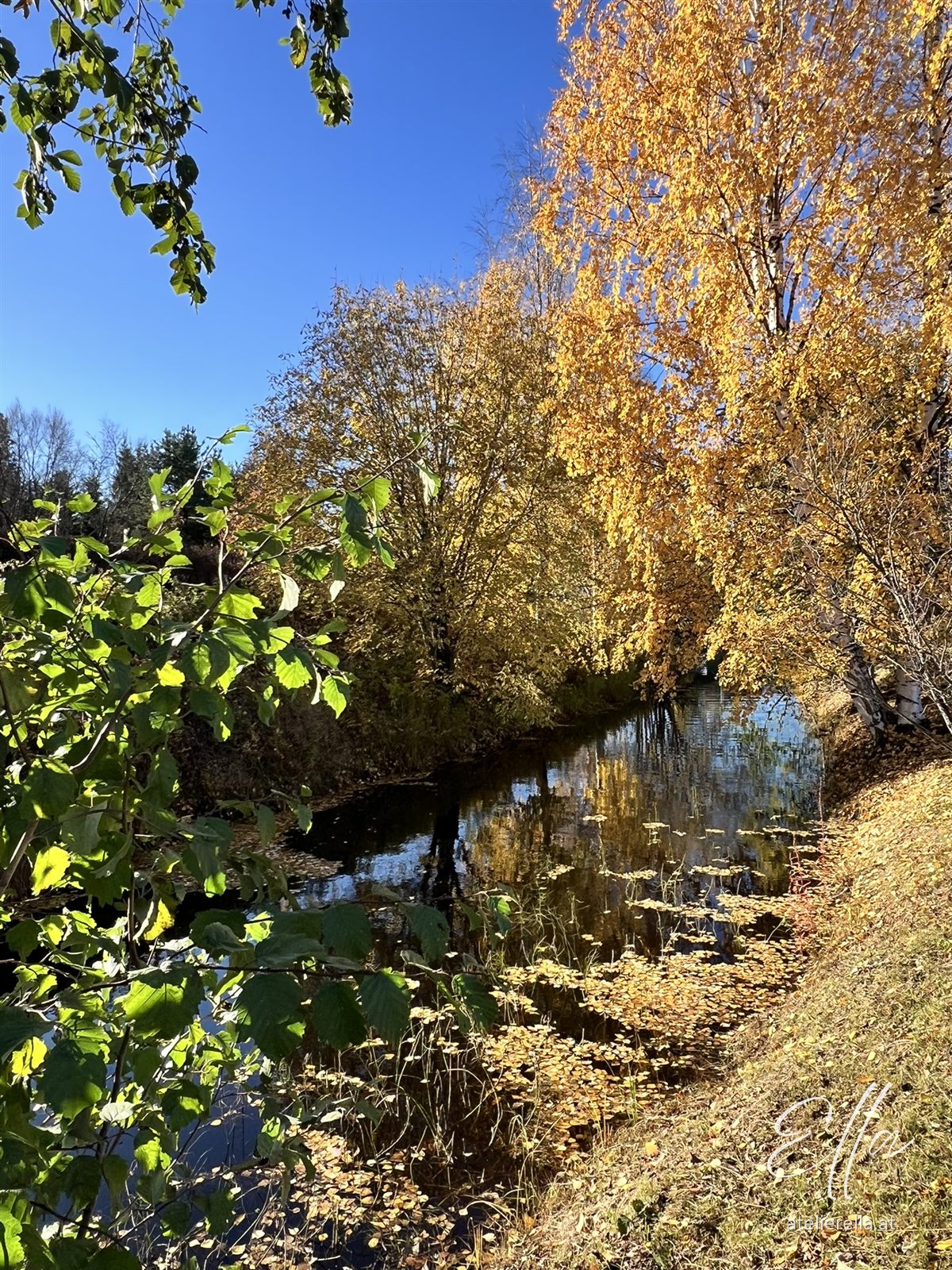 Bach zwischen goldgelben Herbstbäumen