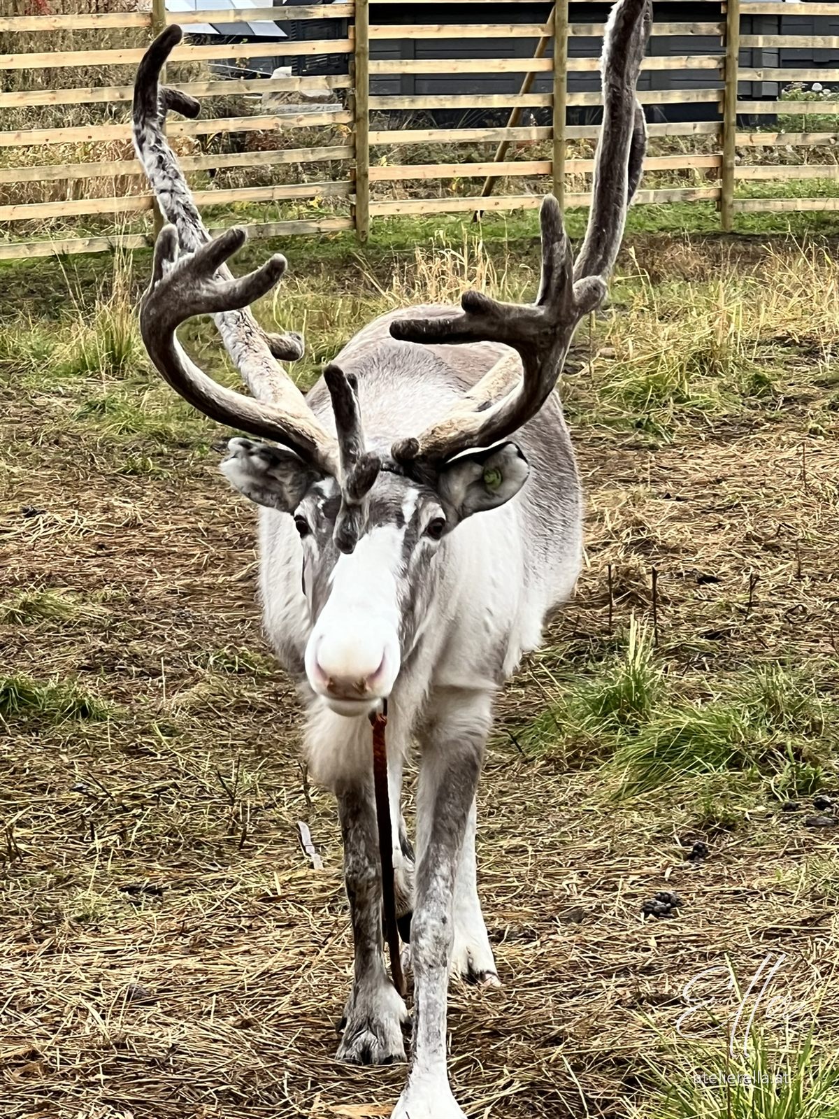 Rentier mit großem Geweih in Lappland