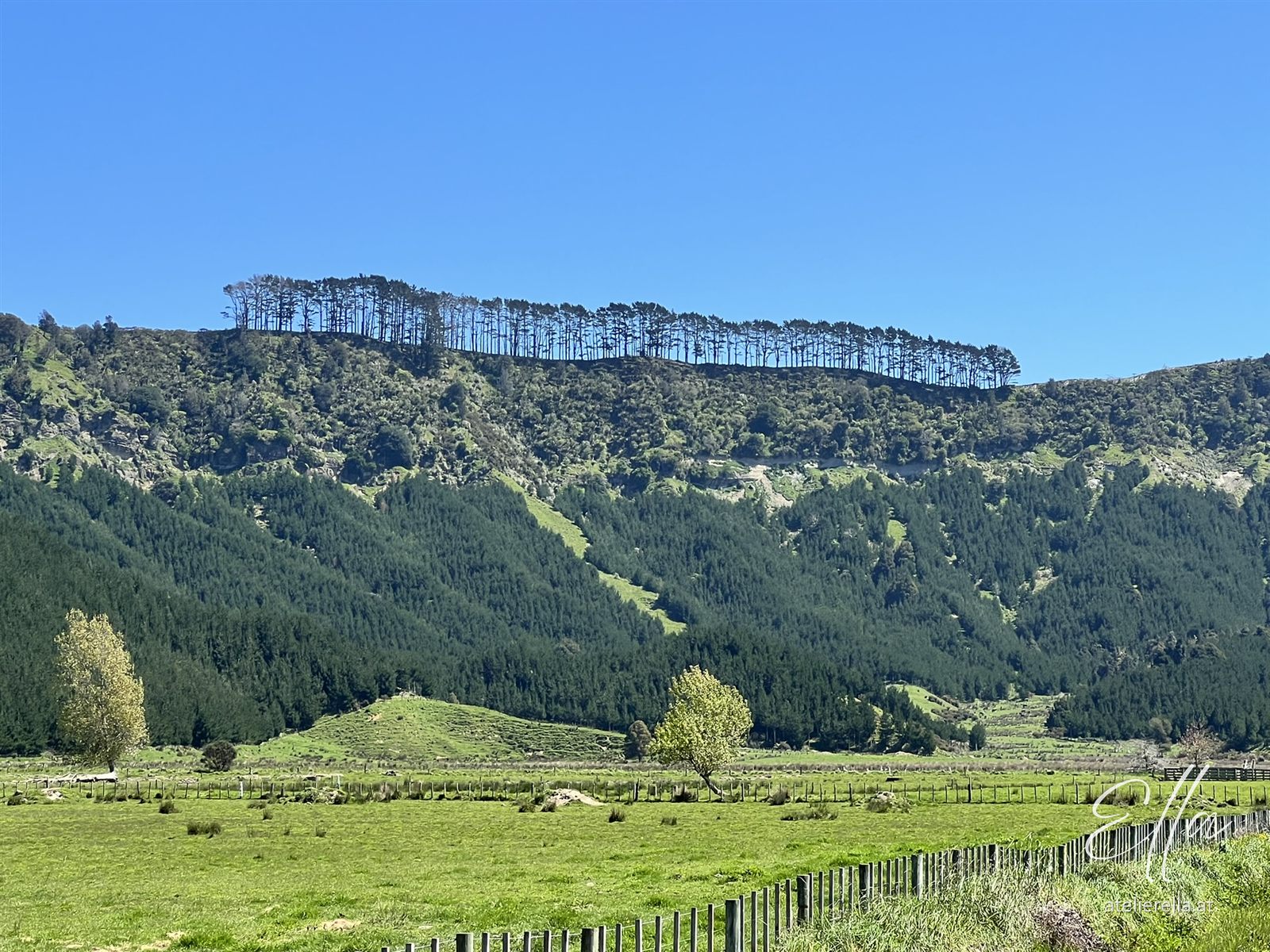 Grünes Tal mit Wald und Weiden bei Awakino
