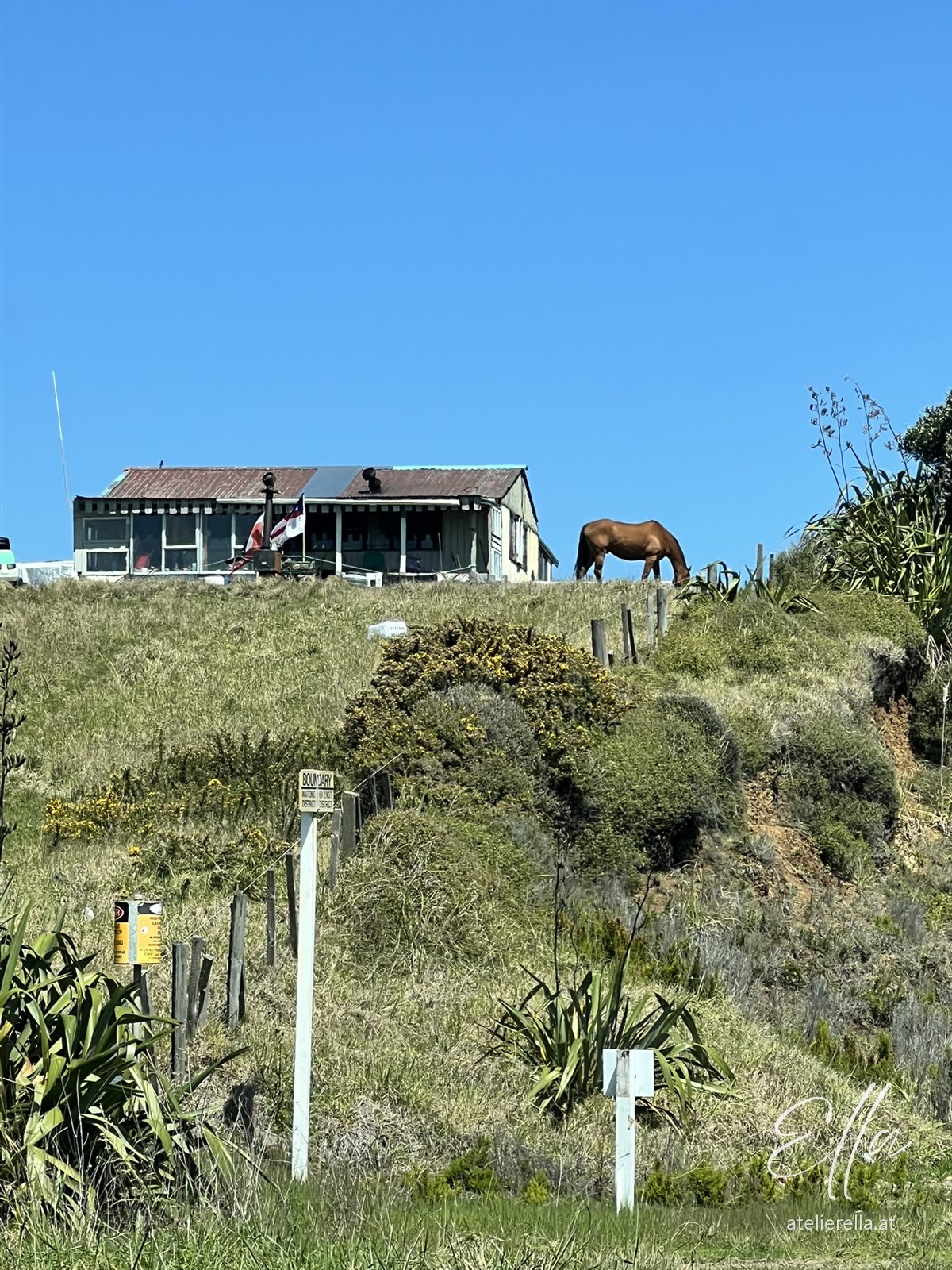 Altes Holzhaus mit Pferd auf einem Hügel bei Mokau