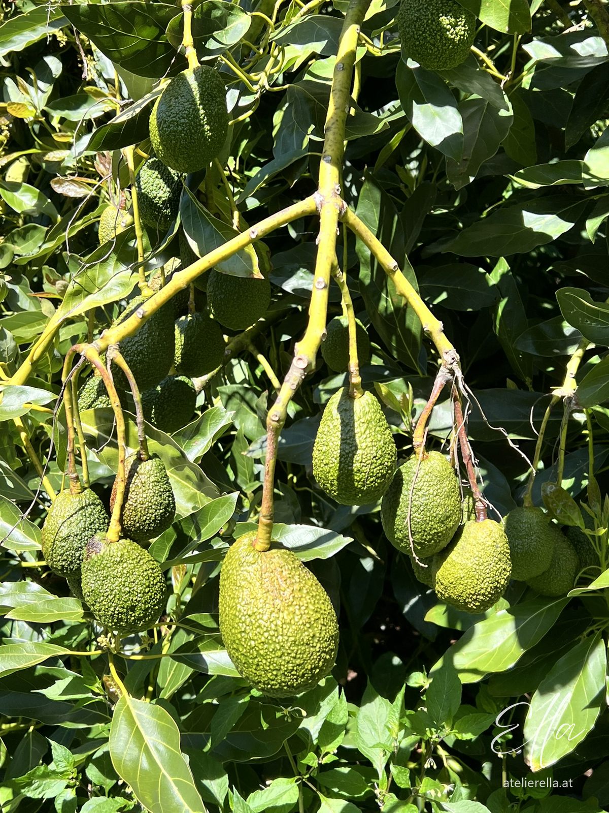 Grüne Avocados hängen an einem Baum