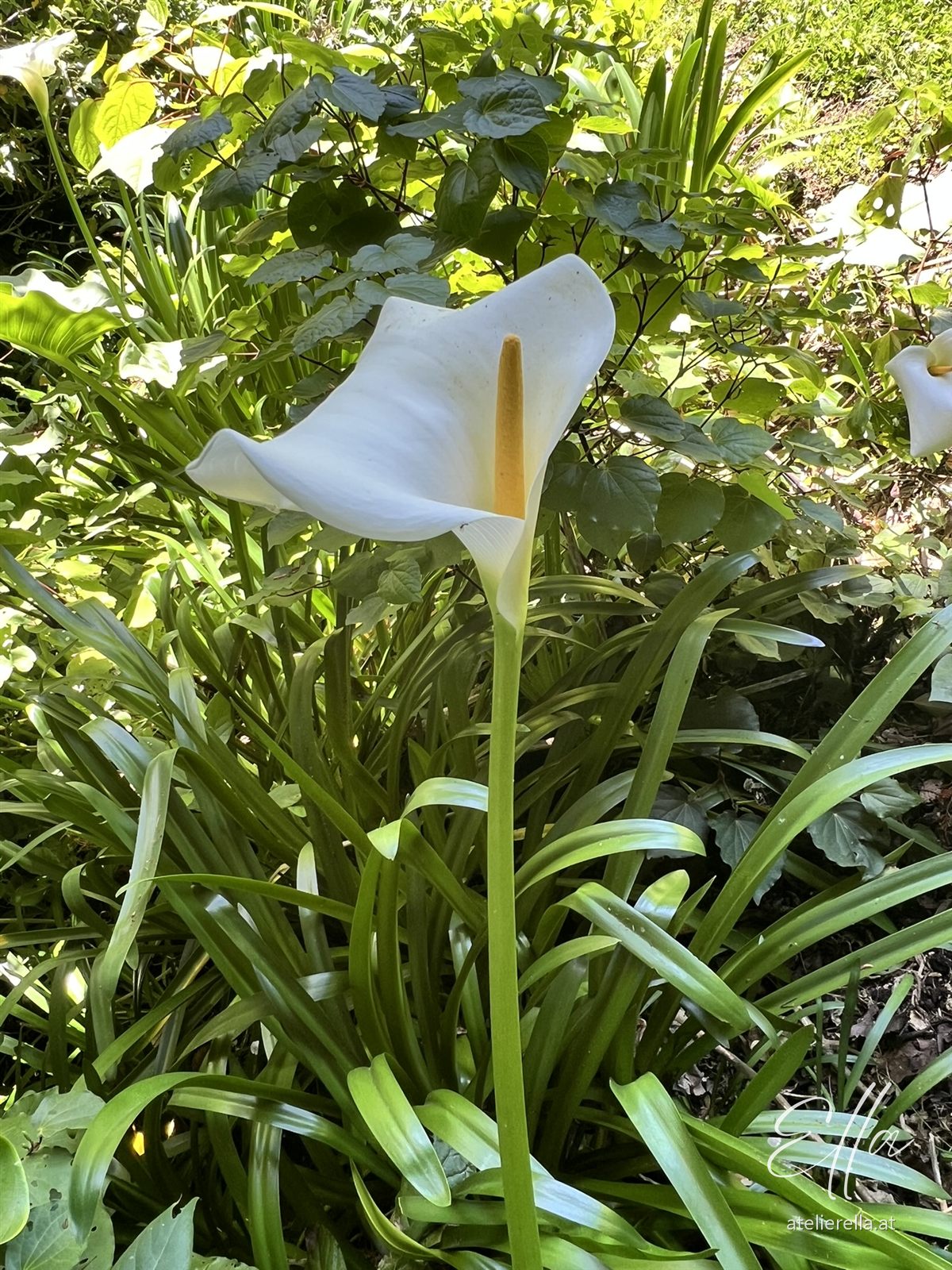 Weiße Calla-Blüte zwischen grünen Blättern