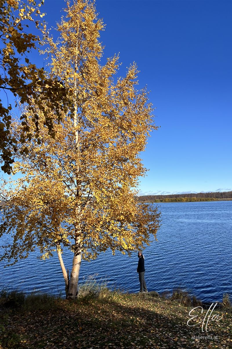 Goldgelbe Birke am See in Lappland